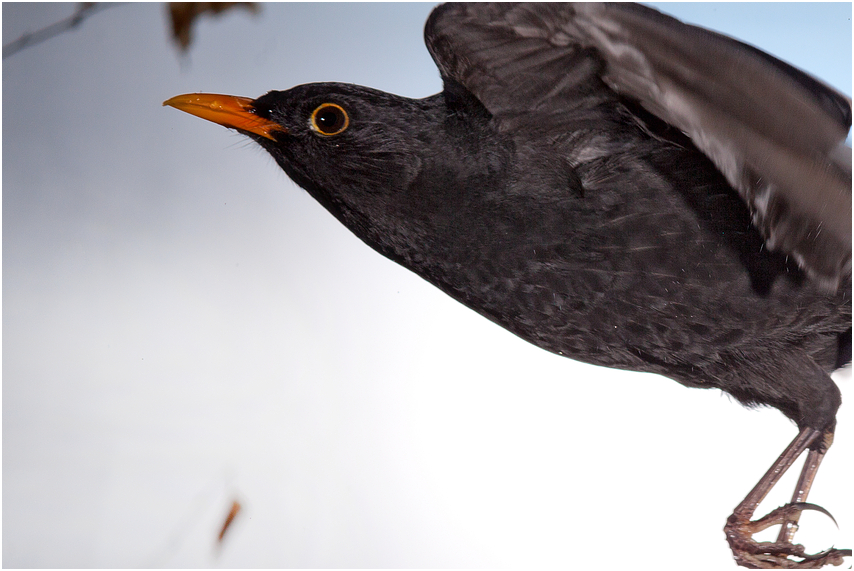 Turdus merula