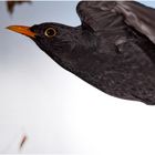 Turdus merula