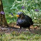 Turdus merula