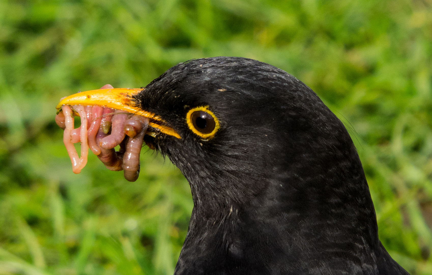 Turdus merula - Frühstück ......................