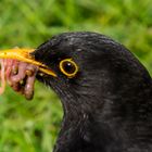 Turdus merula - Frühstück ......................