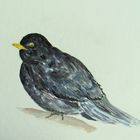 Turdus merula gemalt