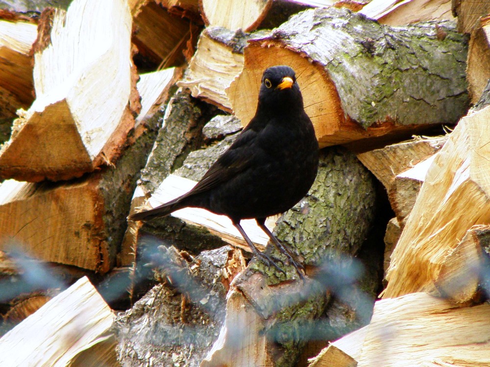 Turdus merula just call me "merle noir"