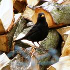 Turdus merula just call me "merle noir"