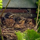 Turdus merula  Kinderstube