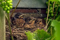 Turdus merula  Kinderstube