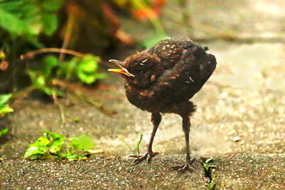 Turdus merula - lange Beine