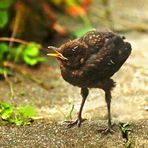 Turdus merula - lange Beine