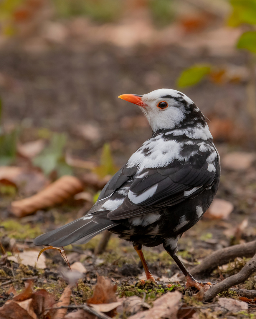 Turdus merula - leuzistische Amsel im Winter