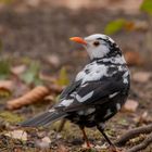 Turdus merula - leuzistische Amsel im Winter