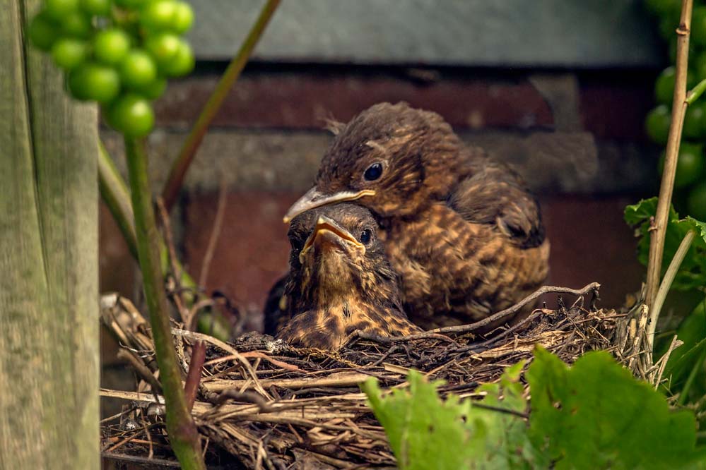 Turdus merula - liebevoll