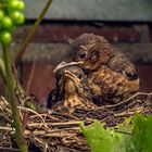 Turdus merula - liebevoll