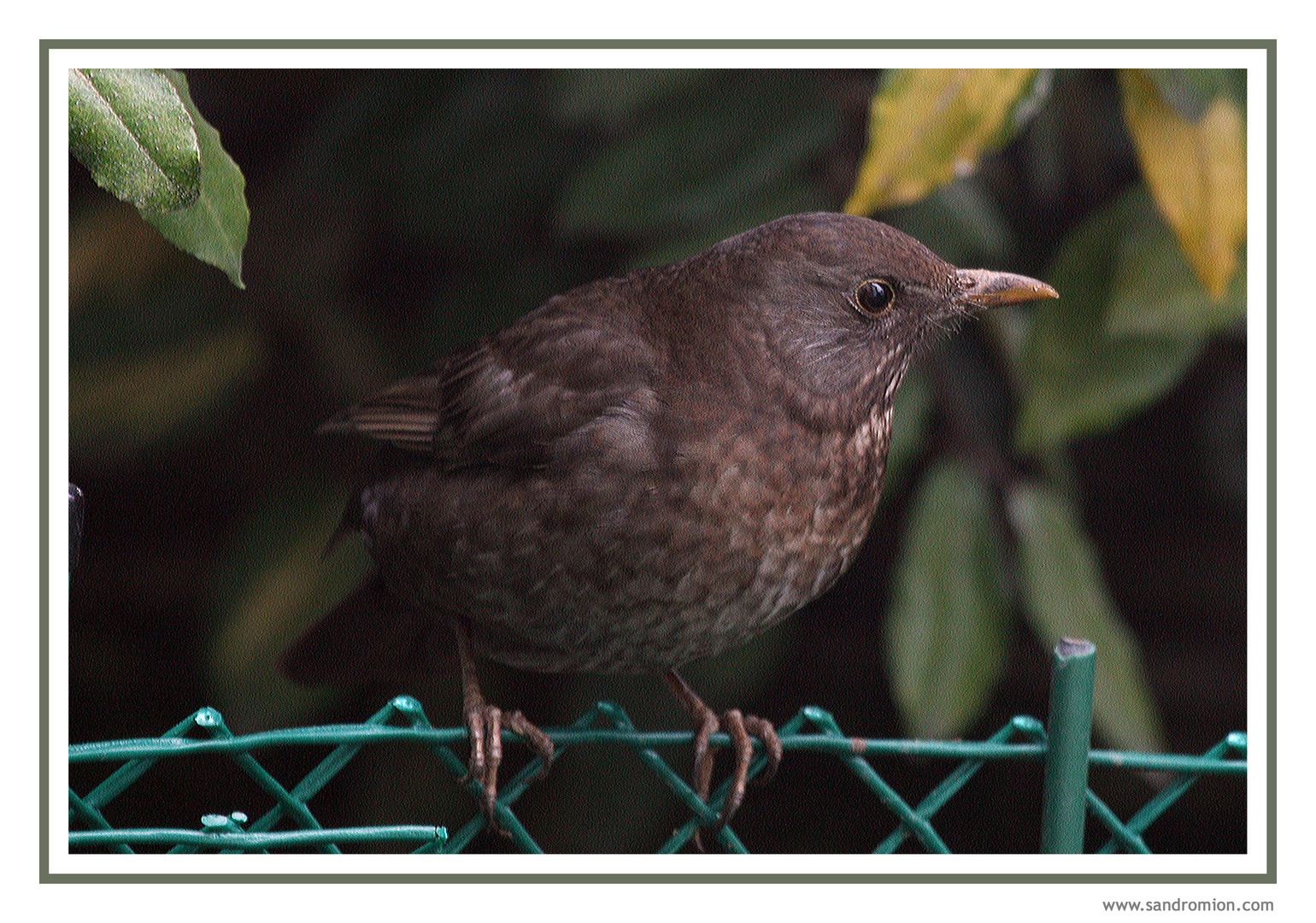 Turdus merula (Merlo - femmina)