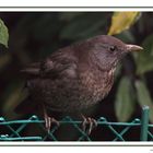 Turdus merula (Merlo - femmina)