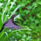 Turdus merula - unterwegs zum Nestbau