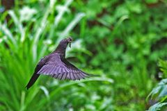 Turdus merula - unterwegs zum Nestbau