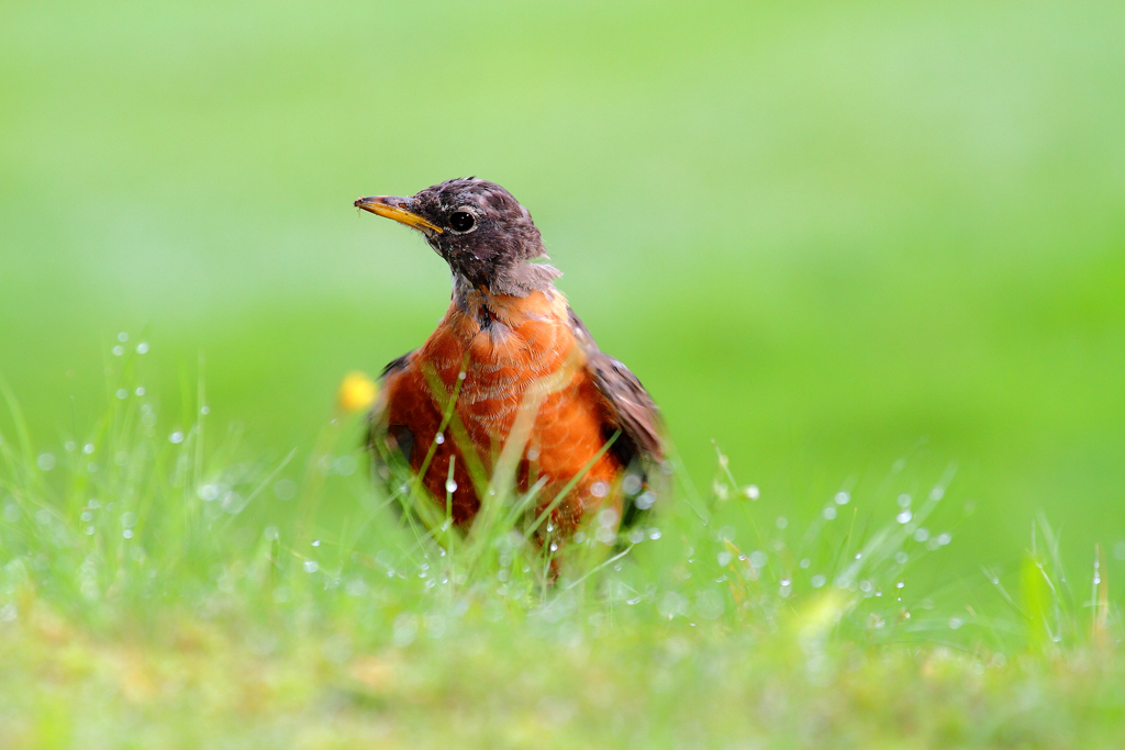 Turdus migratorius - American Robin