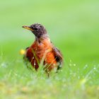 Turdus migratorius - American Robin