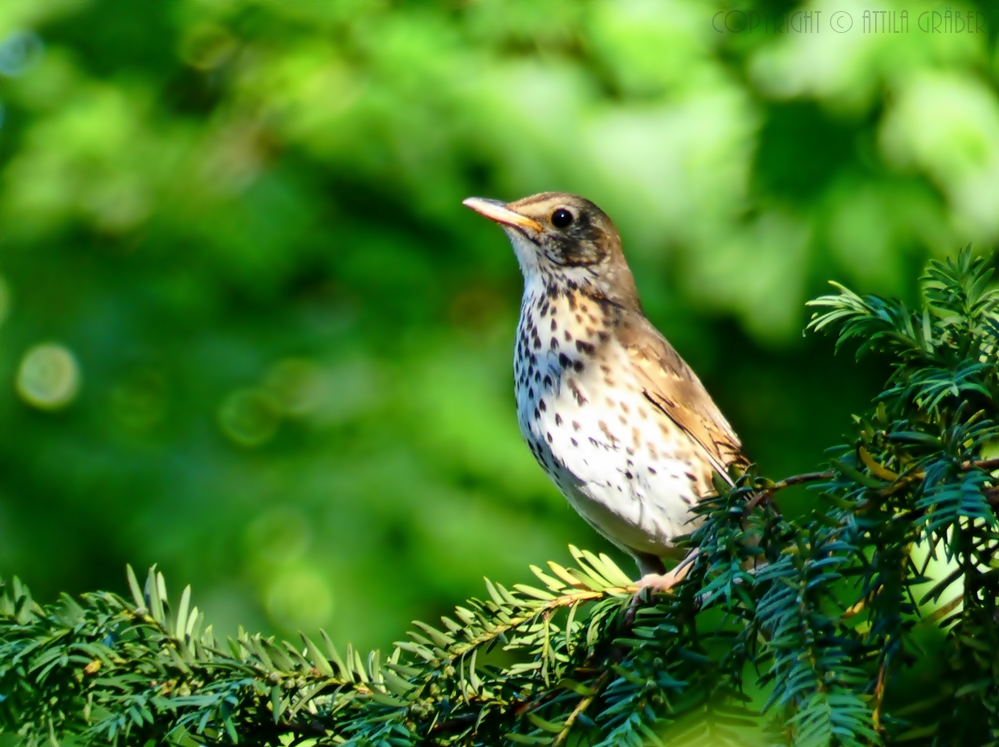 Turdus philomelos