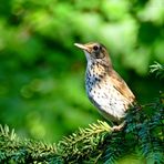 Turdus philomelos