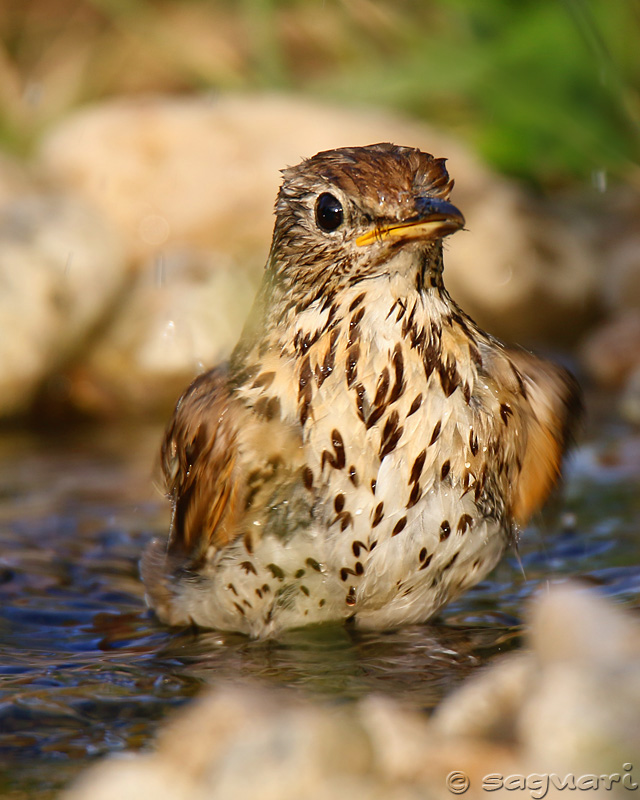 Turdus philomelos