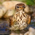 Turdus philomelos