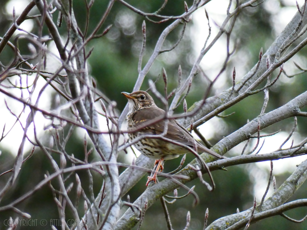 Turdus philomelos