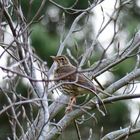 Turdus philomelos