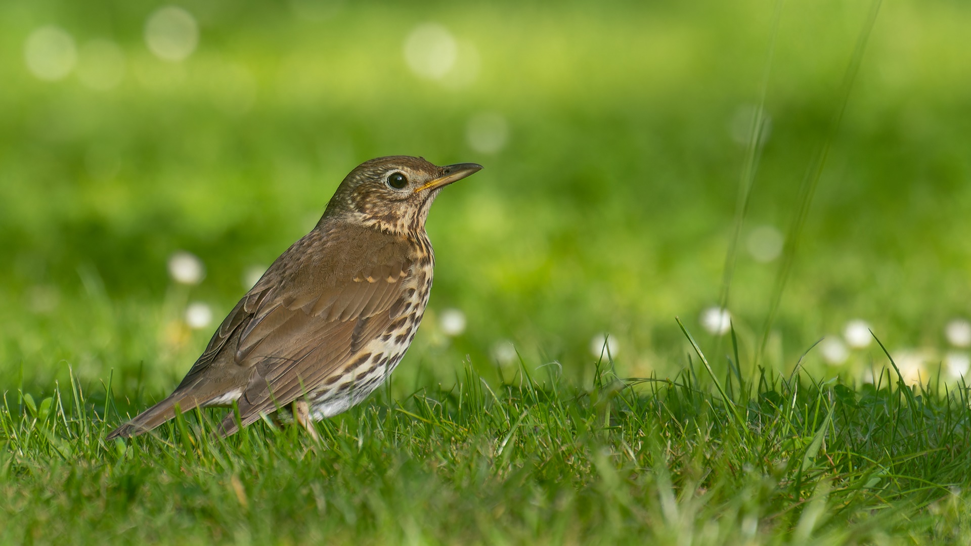 Turdus philomelos - Singdrossel auf Frühlingswiese 