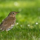 Turdus philomelos - Singdrossel auf Frühlingswiese 