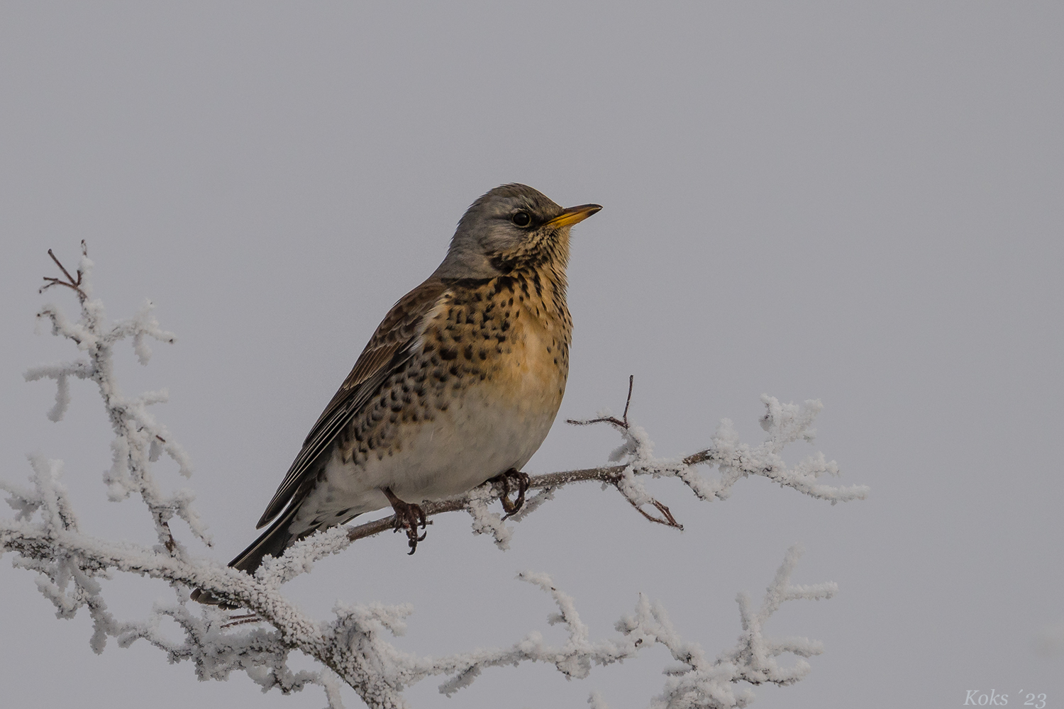 Turdus pilaris