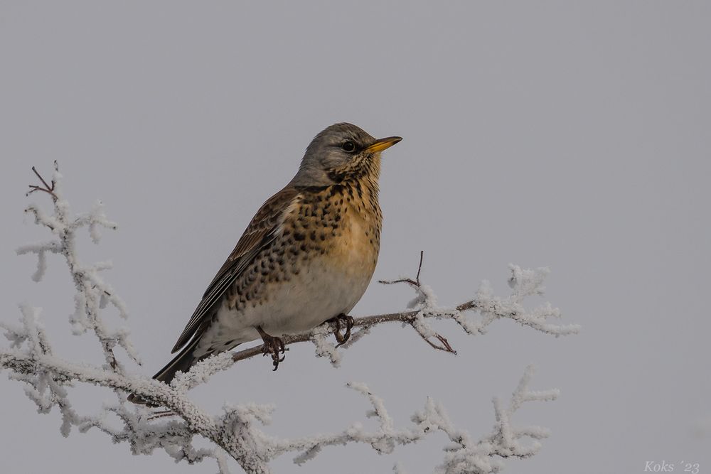 Turdus pilaris