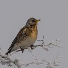 Turdus pilaris