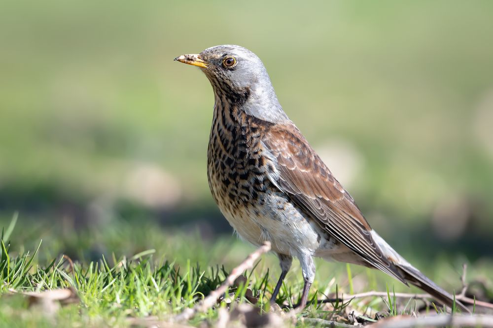 Turdus pilaris