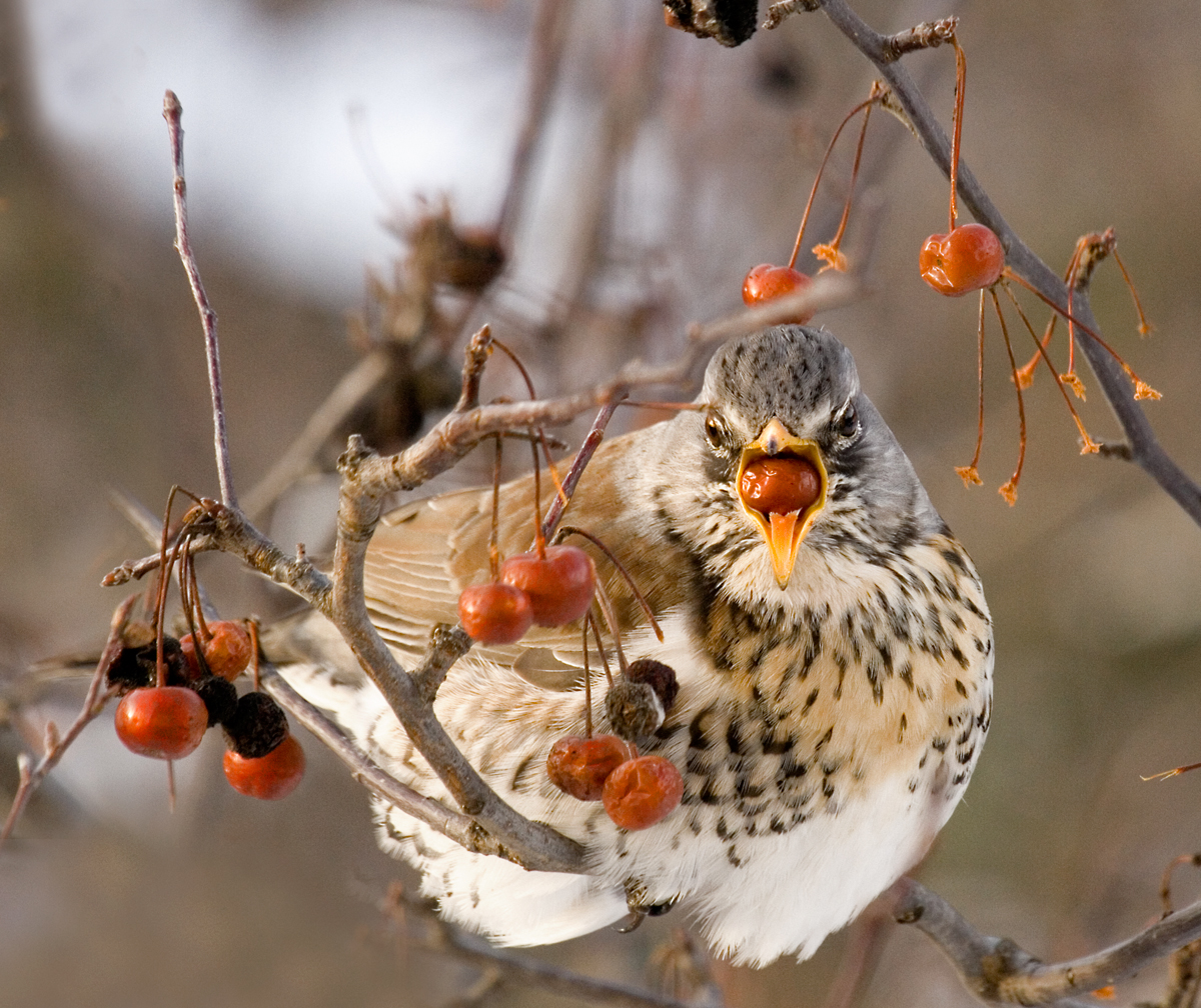 Turdus pilaris