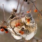 Turdus pilaris