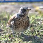 Turdus pilaris