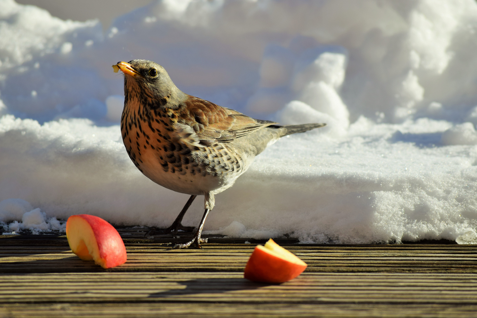 Turdus pilaris