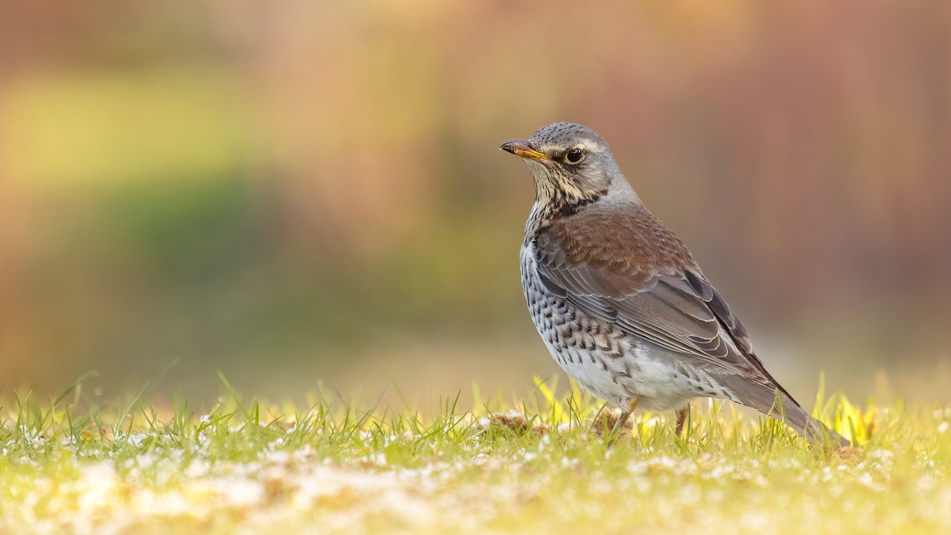 Turdus pilaris - Wacholderdrossel