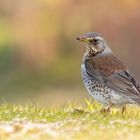 Turdus pilaris - Wacholderdrossel