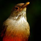 Turdus rufiventris