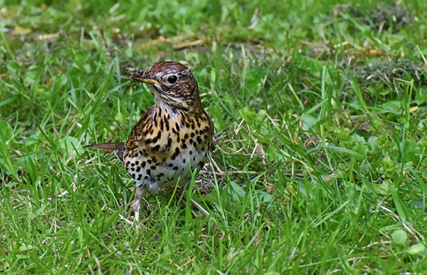 Turdus viscivorus