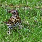 Turdus viscivorus