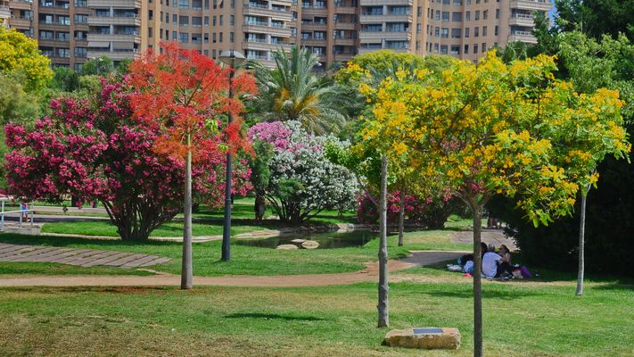 Turia Park in voller Blüte