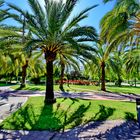 Turia Park unter Palmen