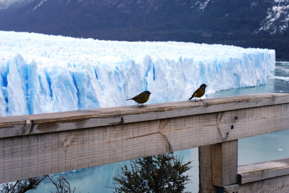 Turistas en el Perito Moreno-Argentina