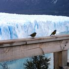 Turistas en el Perito Moreno-Argentina