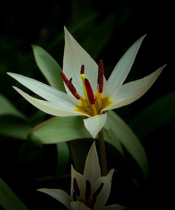 Turkestan Tulip