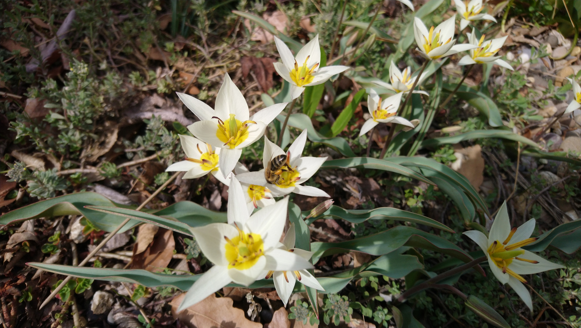 Turkestan-Tulpen mit Biene