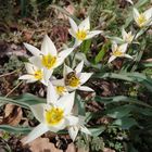 Turkestan-Tulpen mit Biene